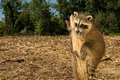 Deforestation Animals Stock Photos, Pictures & Royalty-Free Images - iStock