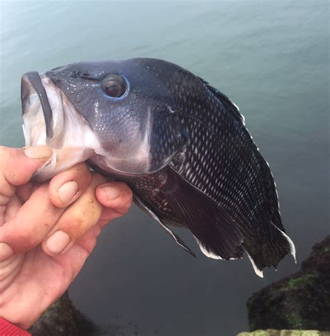 Surfland Bait and Tackle - Plum Island Fishing | Black Sea Bass & Tautog – Did you know we have ...