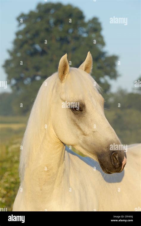 Paso Fino portrait Palomino adult Stock Photo - Alamy