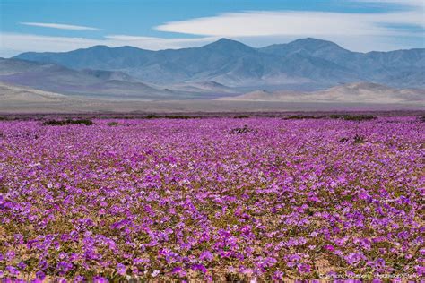 Atacama Desert blooming, flowers of desierto florido in Chile | Dry ...