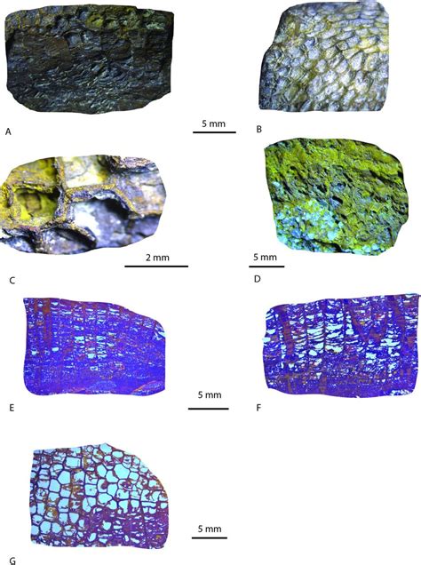 Photographs of tabulate coral fossil hand specimens and thin sections.... | Download Scientific ...