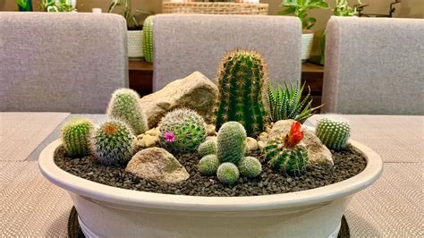 Cactus Arrangement in Big Terracotta glazed pot - YouTube