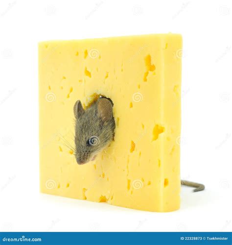 Mouse and cheese stock image. Image of cheese, cute, gray - 22328873