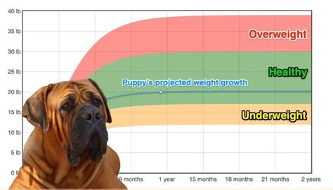 Boerboel Weight+Growth Chart 2024 - How Heavy Will My Boerboel Weigh? | The Goody Pet