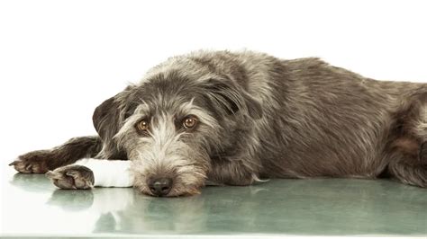 Neosporin on Dogs - Yes or No?