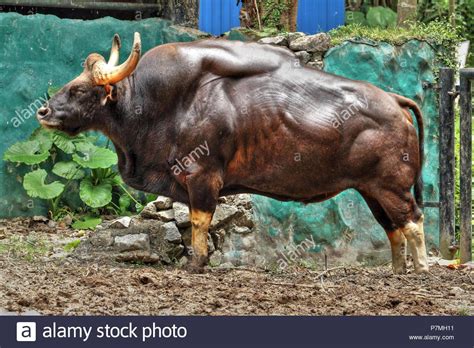 Pure Muscle (Indian Bison / Gaur) Stock Photo | Unusual animals, Animals wild, Rare animals