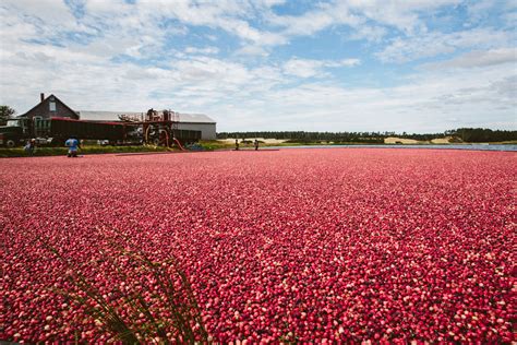 Cranberry Harvesting - McKenzie Sue Makes