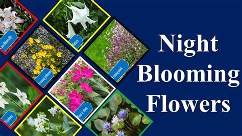 Top 15 Night Blooming Flowers | Flowers that Bloom at Night