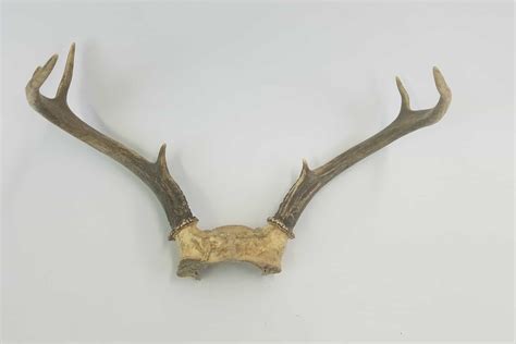 Deer Antlers 6 points unmounted - Hangar 19 Prop Rentals