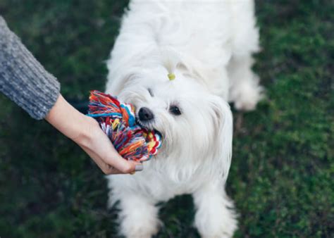 Coton de Tulear Dog Breed Profile – Top Dog Tips