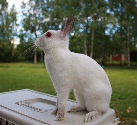 Britannia Petite Rabbit: Facts, Temperament, and Pictures