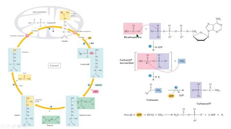 carbamoyl phosphate synthetase I bioquimica biochemistry - YouTube