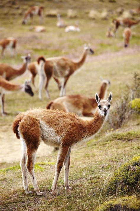 Chile image gallery - Lonely Planet | Chile travel, Chile, Lonely planet