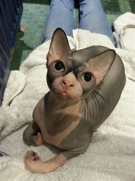 Pretty big eye'd Sphynx | Cute hairless cat, Sphynx cat, Bambino cat