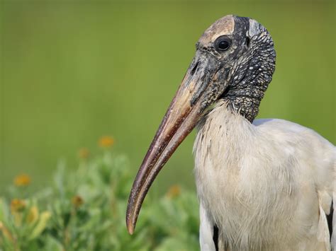 Wood Stork - New York Breeding Bird Atlas