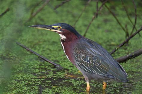 Green Heron ⋆ Tucson Audubon