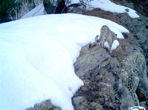 Camera Trap confirms presence of Snow Leopard in Kishtwar National Park - Valley Observer Weekly ...