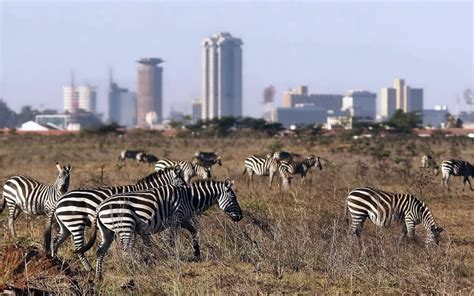 Nairobi Day Tours - Nairobi National Park - Luxury Escape Tours