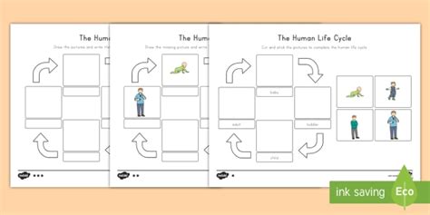 Life Cycle of a Human Being for Kids - K-2 Science Activity