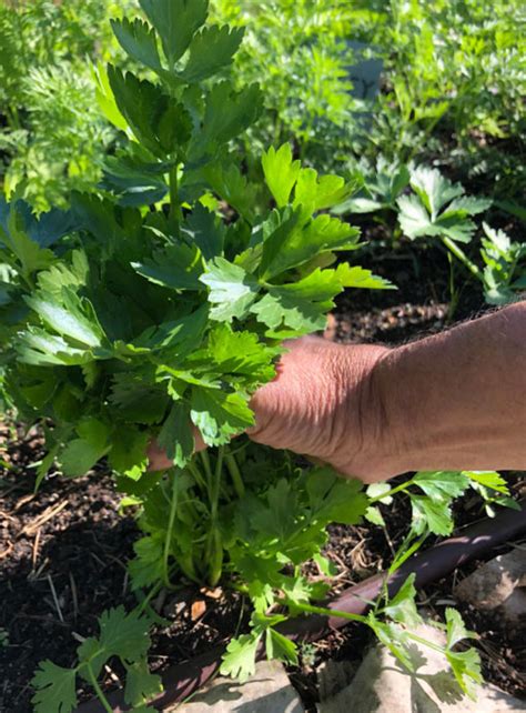 Harvesting Parsley - School Garden Weekly