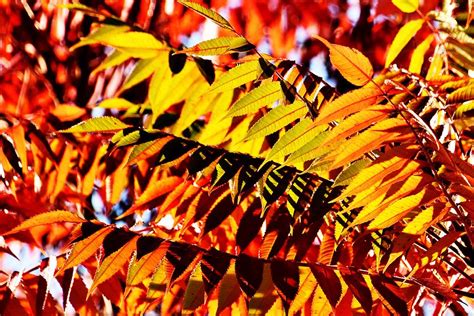 Fall Colored Staghorn Sumac Leaves Photograph by Werner Lehmann