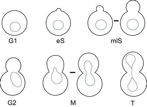 Diagrams of a budding yeast cell at different charac | Download ...