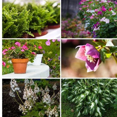 11 Plants That Thrive in Shade and Dry Climates