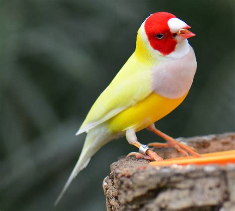 Gouldian-Finch-for-sale-4 - Birds for Sale in Texas | Bird Breeder Near me | Bird & Beyond