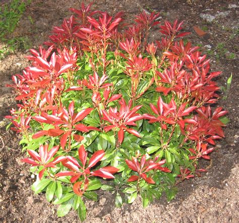 Pieris japonica | Garden shrubs, Flowering shrubs, Evergreen plants