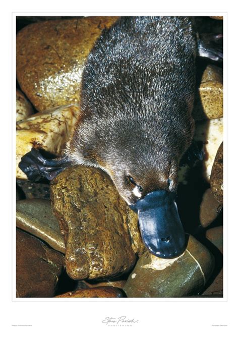 36 best images about Platypus lays eggs, & is venomous, (Ornithorhynchus anatinus) on Pinterest ...