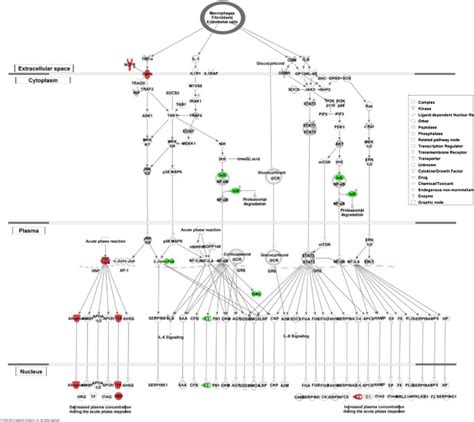 Details of genes in the ‘acute phase response’ biological pathway... | Download Scientific Diagram