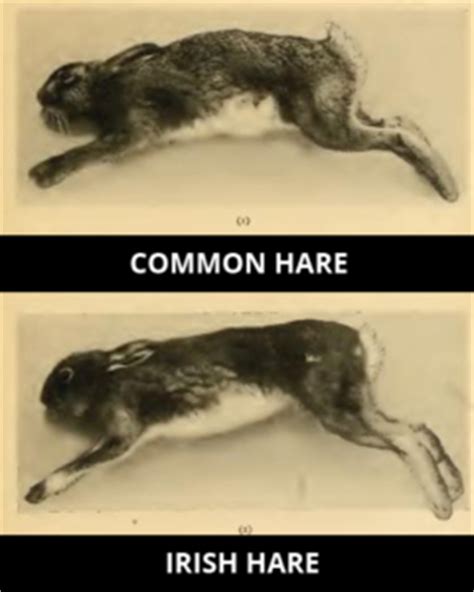 17 Fun Hare Facts for Kids: Habitat, Diet & More (2024 Updated)