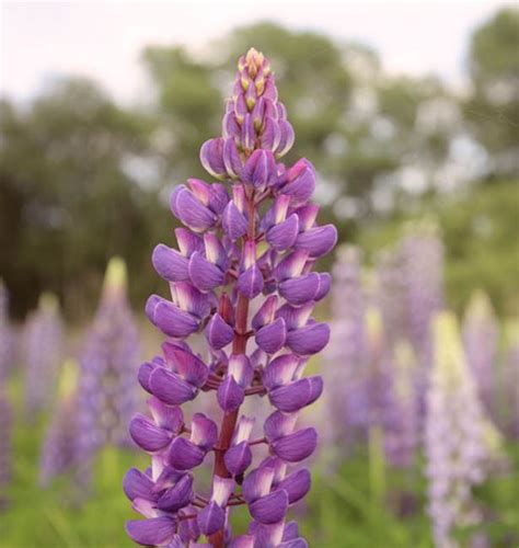 Lupinus 'Purple Swirl' (Lupine)