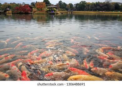 Japanese Koi Carp Pond Okayama Japan Stock Photo (Edit Now) 1306488691