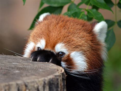 Download Animal Red Panda HD Wallpaper