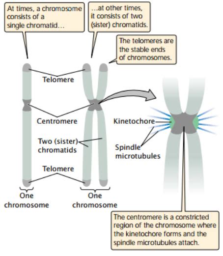 Eukaryotic Cell Reproduction; chromosome structure - Study Solutions