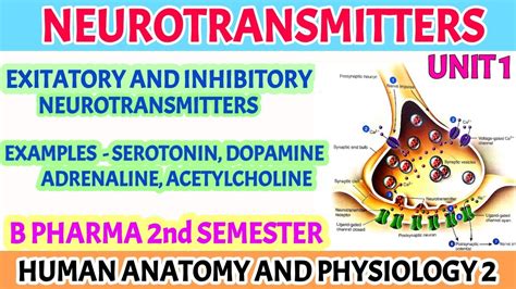 Brain Neurotransmitters And Their Functions