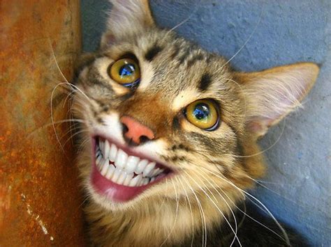 Does your cat have something to smile about? | Cats! | Pinterest | Cats, Nice and Happy