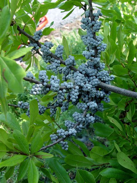 10 Plants With Really Neat Fruit | Garden Housecalls