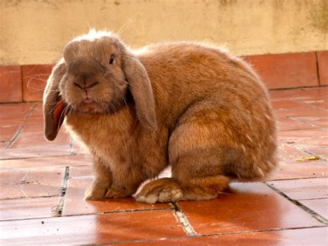 French Lop Rabbit: Facts, Temperament, and Care, with Pictures