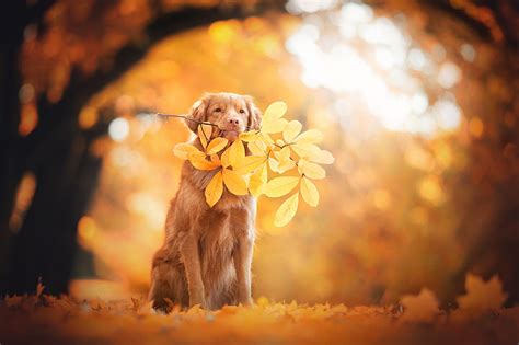 Fondos de Pantalla 2560x1706 Otoño Retriever Animalia descargar imagenes