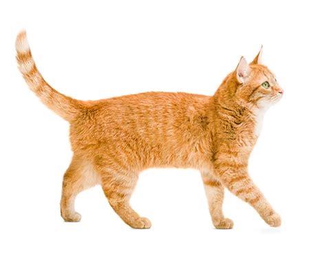 5 Facts About Ginger Cats | The Village Vets