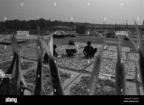 Dry fish plant on the sea beach at Kuakata in Patuakhali, Bangladesh Stock Photo - Alamy