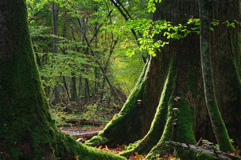 Commission complaint lodged as Polish minister illegally approves logging in Białowieża Forest | WWF