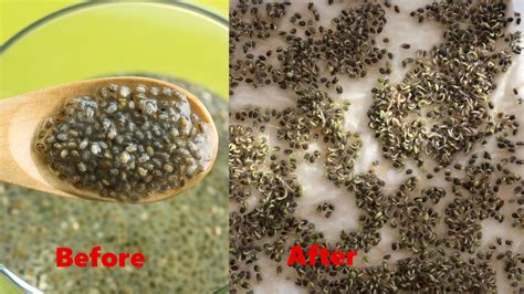 7 Easy Steps to Sprouting Chia Seeds - Gardeners Grail