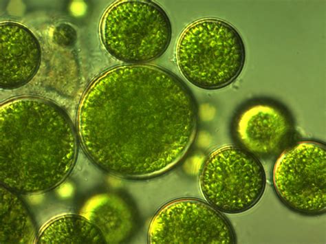 What Are the Different Types of Algae? | Algae, Green and gold, Heating a greenhouse