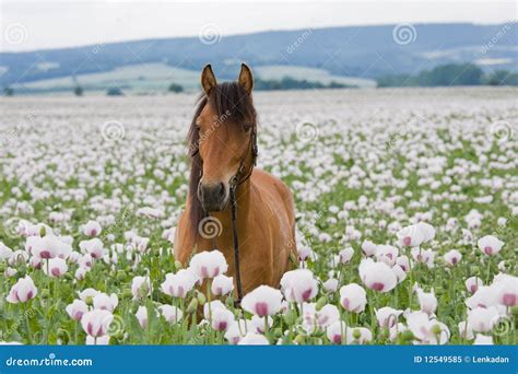 Portrait of Horse in the Poppy Field Stock Image - Image of outside, landscape: 12549585