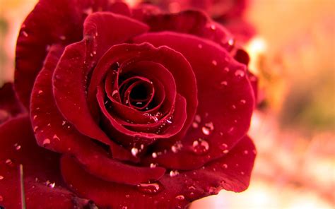 Red Roses - Flowers Wallpaper (34611286) - Fanpop