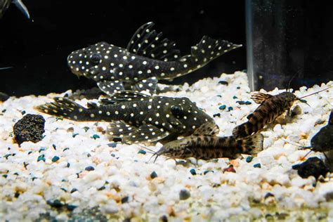 Snowball Pleco Complete Care Guide