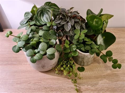 Types Of Peperomia - OSERA